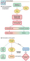 Flowchart of homeostasis and homeostatic control system