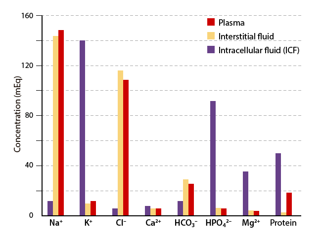Bar graph comparing ion concentrations in plasma, interstitial fluid, and intracellular fluid