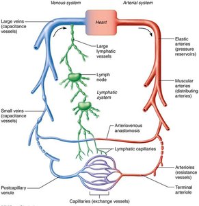 Diagram of the vascular system showing arteries, veins, capillaries, and lymphatics