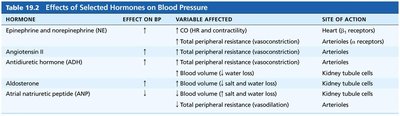 Graph showing cross-sectional area and velocity of blood flow in different vessels