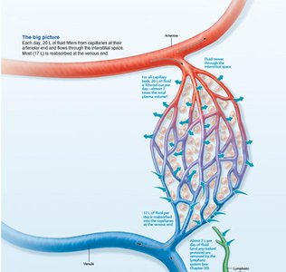 Diagram showing hydrostatic pressure in capillaries and interstitial fluid