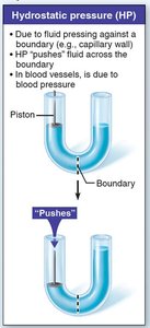 Diagram showing colloid osmotic pressure in capillaries and interstitial fluid