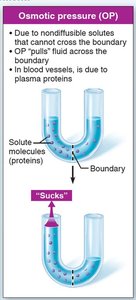 Diagram showing net filtration at the arterial end of a capillary