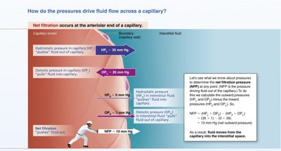 Diagram showing net reabsorption at the venous end of a capillary