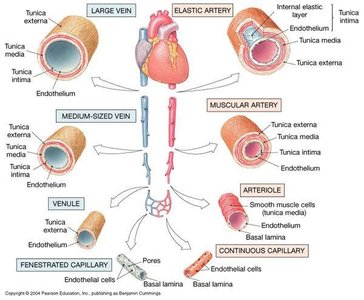 Diagram showing the different types of blood vessels and their wall structures