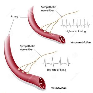 Diagram showing vasoconstriction and vasodilation controlled by sympathetic nerve fibers