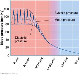 Graph showing the decline of blood pressure from arteries to veins
