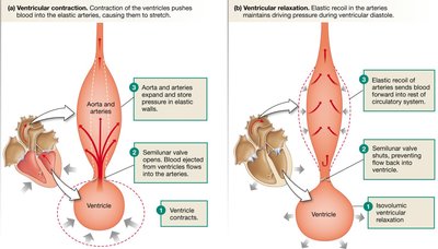 Diagram showing ventricular contraction and relaxation and their effects on arterial pressure