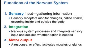 Functions of the Nervous System