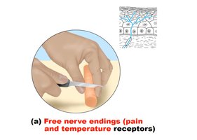 Free nerve endings: pain and temperature