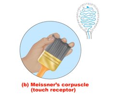 Meissner's corpuscle: touch receptor