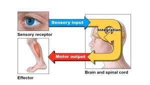 Lamellar corpuscle: deep pressure receptor