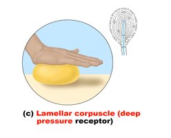 Diagram of sensory input, integration, and motor output