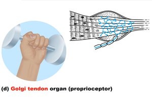 Golgi tendon organ: proprioceptor