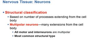 Structural classification: multipolar neurons