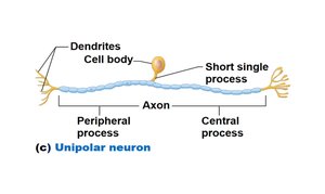 Unipolar neuron structure