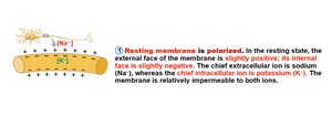 Resting membrane potential