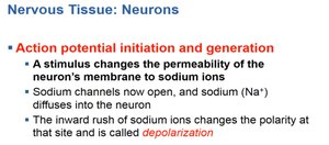 Action potential initiation and depolarization