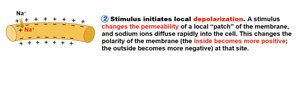 Local depolarization