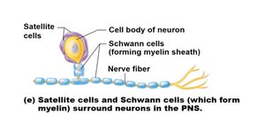 Satellite cells and Schwann cells in the PNS