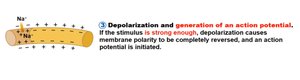 Depolarization and action potential generation