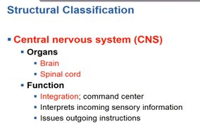 Peripheral nervous system classification