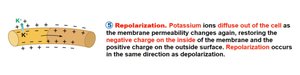 Repolarization