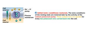 Astrocytes in the CNS