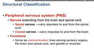 Microglial cells in the CNS