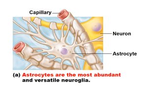 Oligodendrocytes forming myelin in the CNS