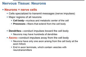 Nervous Tissue: Neurons