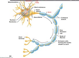 Neuron structure and myelin sheath