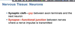 Synaptic cleft and synapse