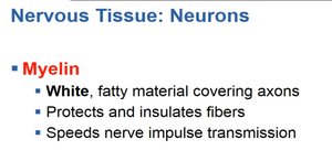 Myelin properties