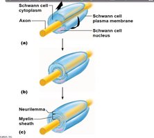 Formation of myelin sheath by Schwann cells