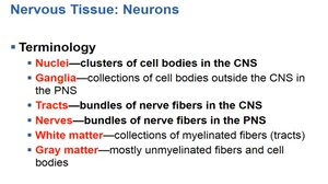 Nervous tissue terminology