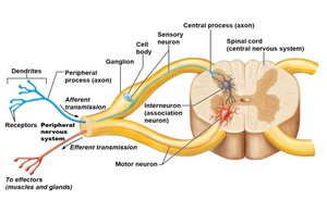 Neural pathway diagram