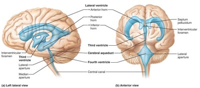 Ventricles of the brain