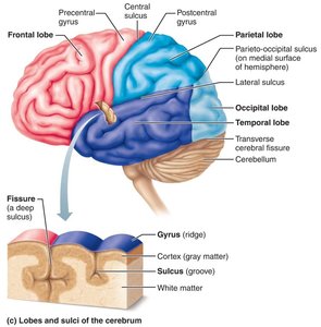 Left lateral view of the brain