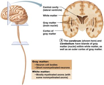 Gray and white matter in the cerebrum