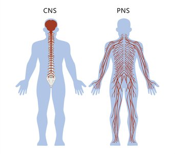 Diagram of CNS and PNS