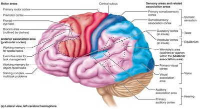 Premotor cortex and Broca's area