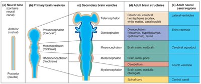 Embryonic development of the brain