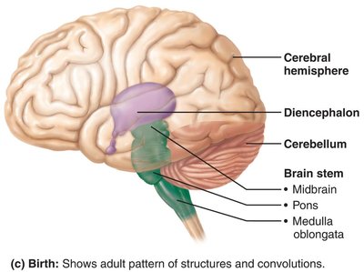 Adult brain structure at birth