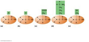 Amino acid structures