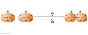 Peptide bond formation and hydrolysis