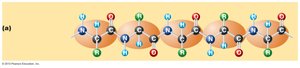 Primary structure of proteins