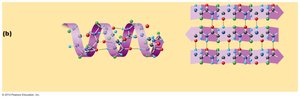 Secondary structure: alpha-helix and beta-sheet