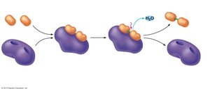 Mechanism of enzyme action