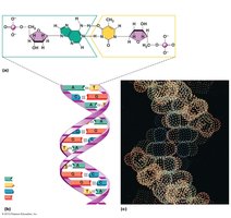 Structure of DNA